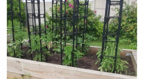 Mettez vos tomates en cage !