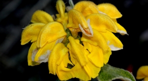 Le phlomis fait monter d'un cran les plantes couvre-sol