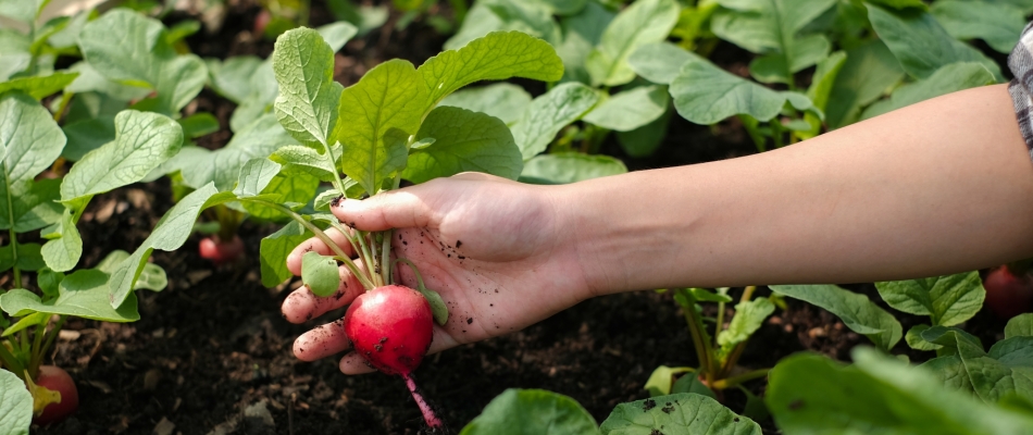 Le radis, un légume à semer et ressemer sans interruption - Minizap Chambery