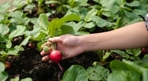 Le radis, un légume à semer et ressemer sans interruption