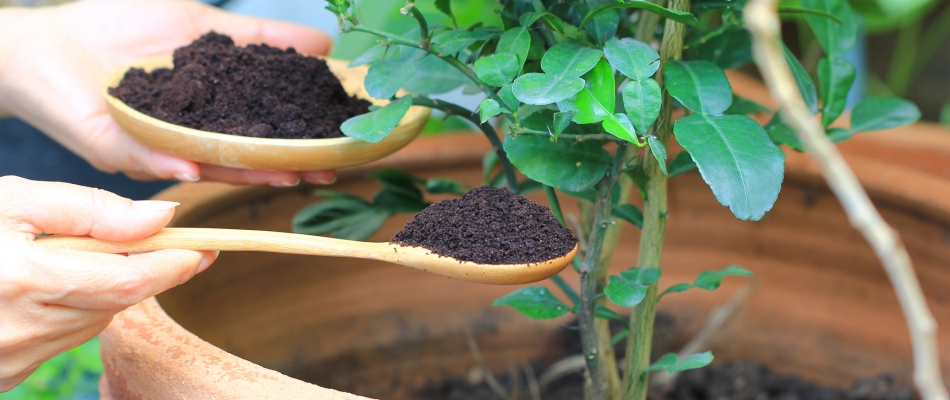 Utiliser le marc de café frais en guise d'engrais à semis - Minizap Chambery