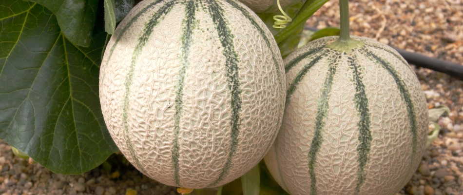 La culture du melon est avant tout une affaire de taille - Minizap Nord-Isère