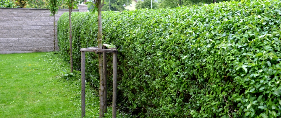 Abattre une haie sans avoir à la dessoucher - Minizap Vallée de l'Arve