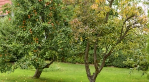 Faut-il nécessairement éclaircir les arbres fruitiers ?