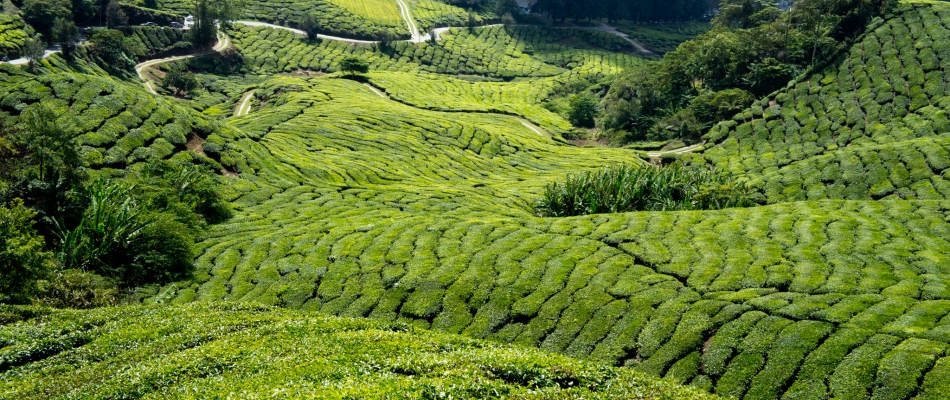 Cameron Highlands : un parfum d'Angleterre en Malaisie - Minizap Nord-Isère