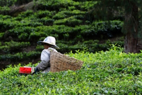 Les Cameron Highlands offrent leur lot de paysages verdoyants aux senteurs exquises.