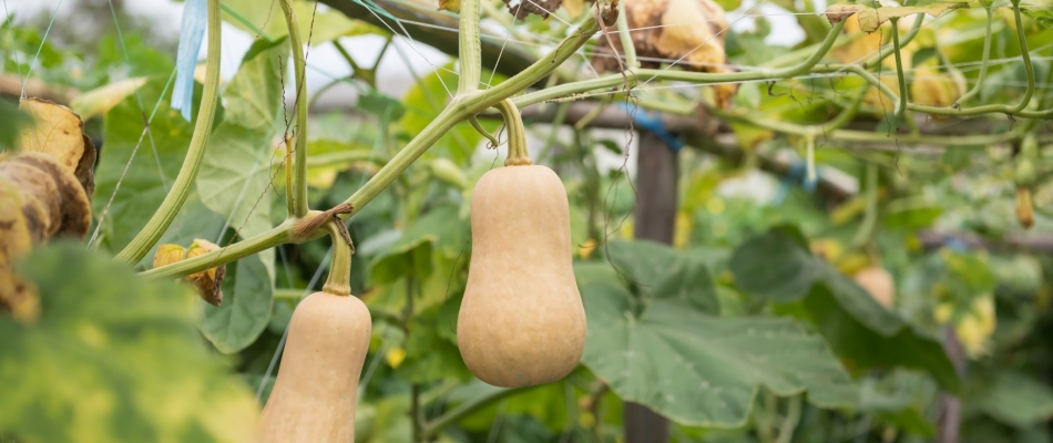 Ultimes semis de courge avant l'été : optez pour des variétés précoces - Minizap Vallée de l'Arve