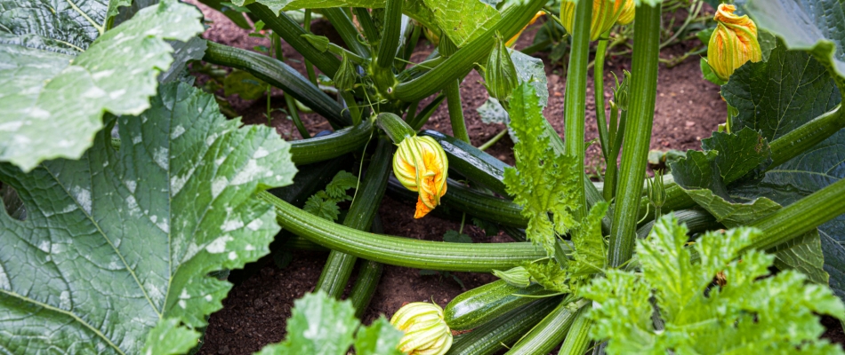 Arroser les courgettes par aspersion - Minizap Grenoble