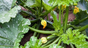 Arroser les courgettes par aspersion