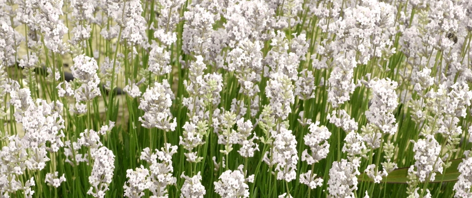 Un blanc inattendu - Minizap Nord-Isère