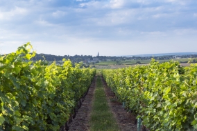 Les œnologues et amateurs de vin seront ravis de découvrir les vignobles de Saumur.