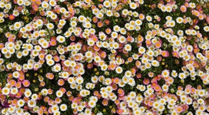 L'érigéron de Karvinski, des fleurs par centaines sous un soleil de plomb
