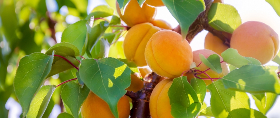 Puis-je cueillir les fruits sur les branches qui dépassent dans mon jardin ? - Minizap Nord-Isère