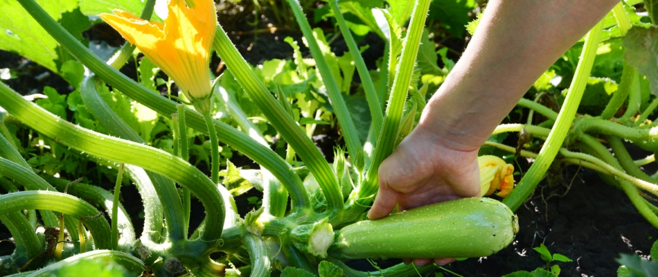 Deux ou trois choses à savoir avant de récolter les courgettes - Minizap Nord-Isère