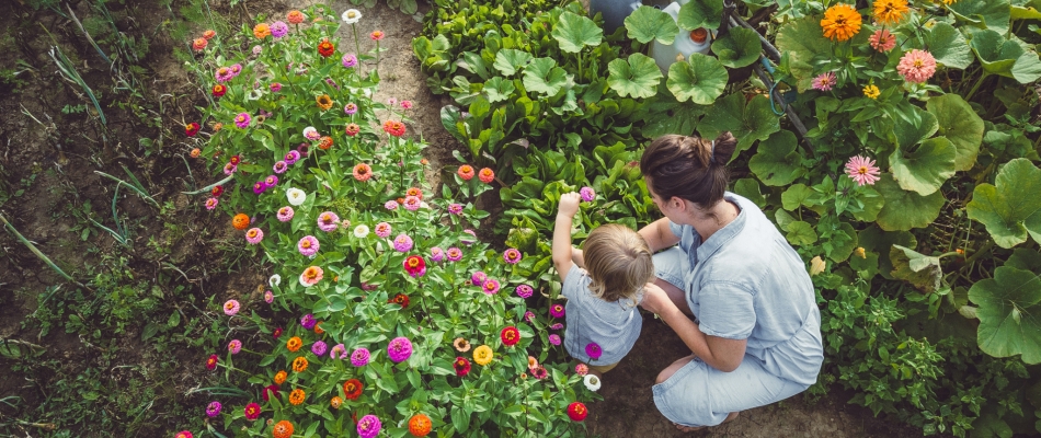 Fleurir le potager en été, c'est beau, c'est bon et c'est utile - Minizap Vallée de l'Arve