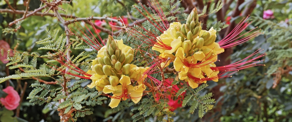 La formidable floraison d'été du petit flamboyant jaune - Minizap Grenoble