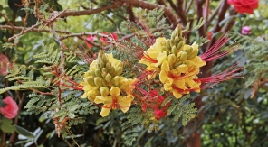 La formidable floraison d'été du petit flamboyant jaune