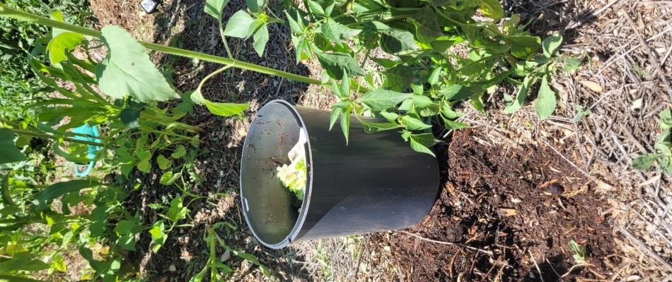 Enterrer les déchets de cuisine au pied des plantes - Minizap Grenoble