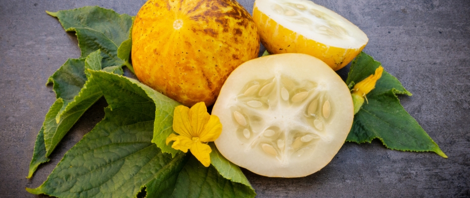 Le concombre lemon, fraîcheur de l'été - Minizap Chambery