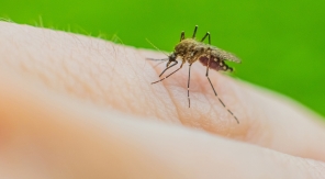 Anti-moustiques : les applis inefficaces