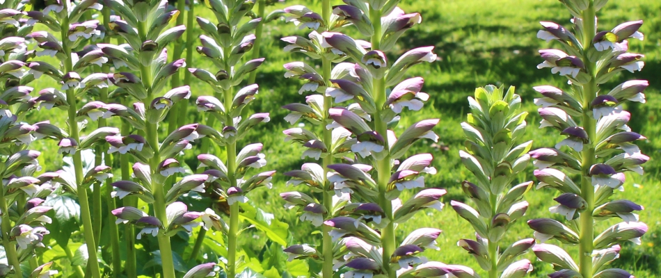 Pourquoi mes acanthes meurent-elles après la floraison ? - Minizap Grenoble