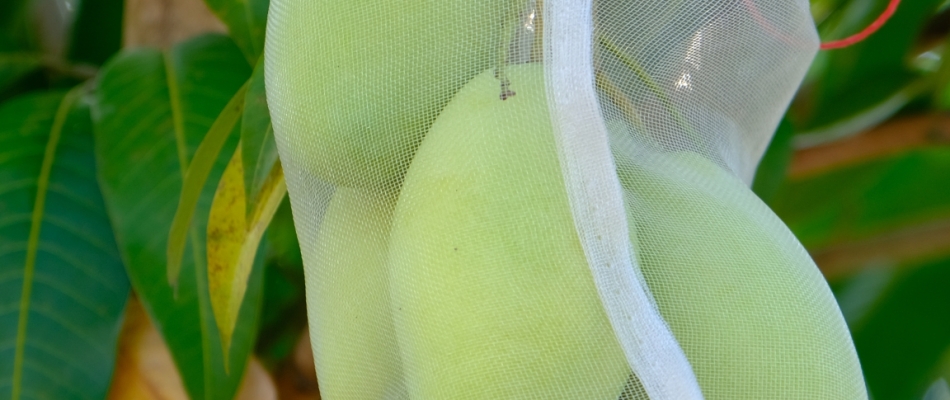 Contre les guêpes ou les frelons, mettez vos fruits en sachets - Minizap Grenoble