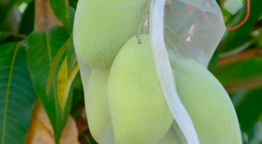 Contre les guêpes ou les frelons, mettez vos fruits en sachets