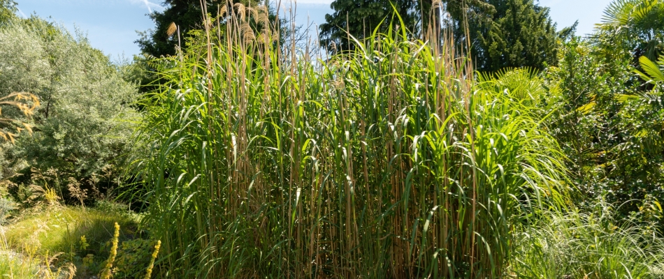 Planter l'herbe à éléphant dans un pot - Minizap Pays Voironnais