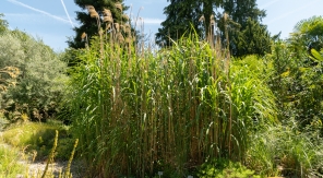 Planter l'herbe à éléphant dans un pot