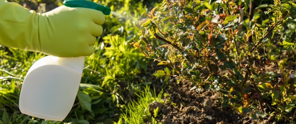 Pulvériser un engrais foliaire en fin d'été - Minizap Chambery