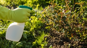 Pulvériser un engrais foliaire en fin d'été