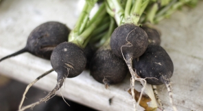 Semer des radis noirs en septembre