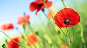 Le coquelicot : semis tardif, floraison précoce