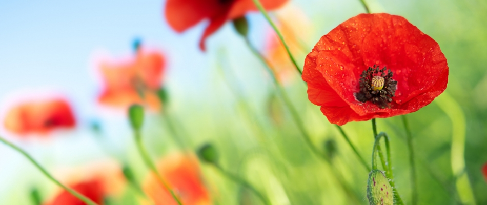 Le coquelicot : semis tardif, floraison précoce - Minizap Grenoble