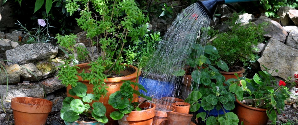 Arroser ses pots avec une eau trop froide - Minizap Grenoble