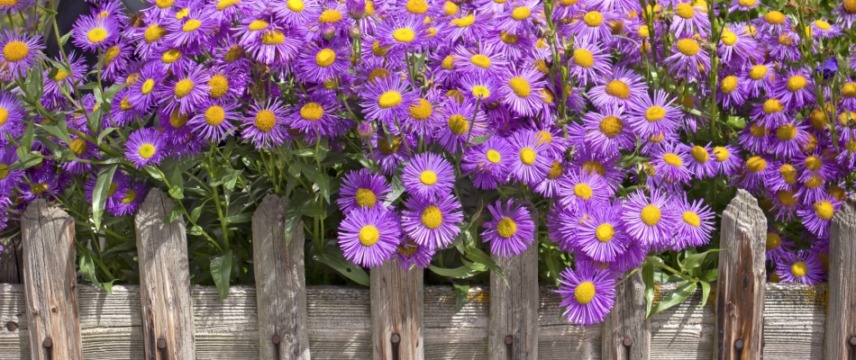 Planter les asters à l'automne, c'est une question de bon sens - Minizap Pays Voironnais