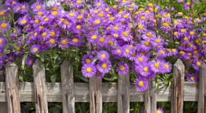 Planter les asters à l'automne, c'est une question de bon sens