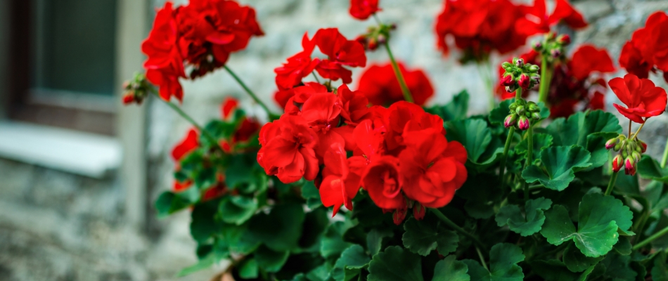 Bouturer les plantes gélives pour les perpétuer dans le jardin - Minizap Pays Voironnais