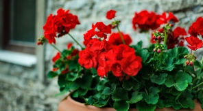 Bouturer les plantes gélives pour les perpétuer dans le jardin