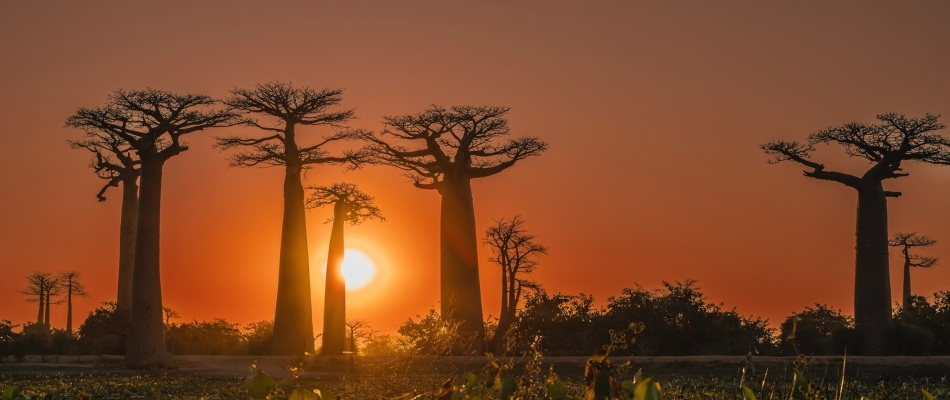 Madagascar : une virée mémorable au pays de la terre rouge - Minizap Vallée de l'Arve