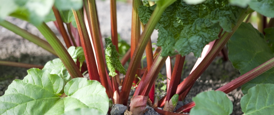 Divisez la rhubarbe à l'automne pour mieux la faire régner au printemps - Minizap Nord-Isère