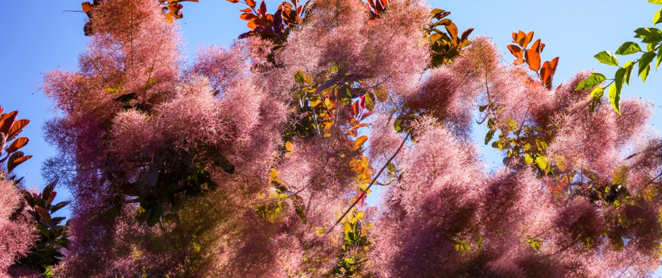 Le cotinus à l'automne : portrait d'un petit arbre en feu - Minizap Nord-Isère