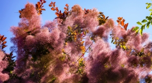 Le cotinus à l'automne : portrait d'un petit arbre en feu