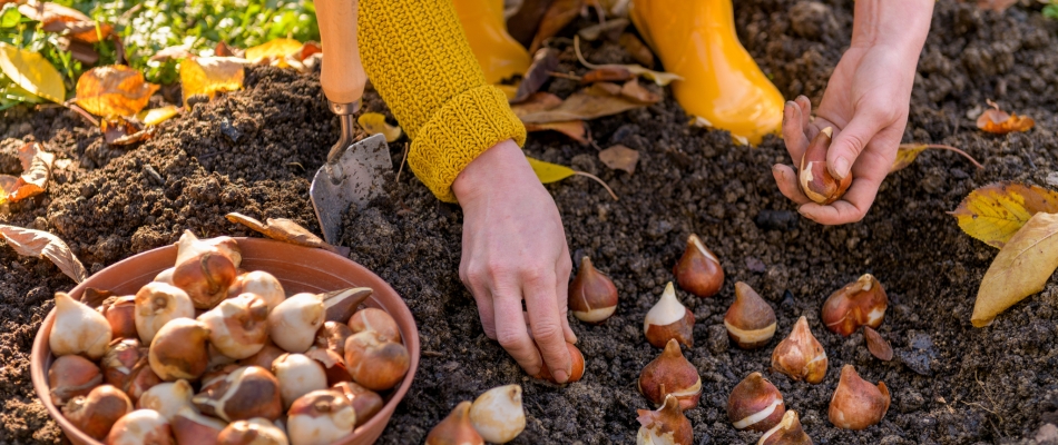 Décaler la plantation des bulbes pour profiter de réductions - Minizap Annecy