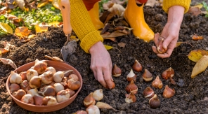 Décaler la plantation des bulbes pour profiter de réductions