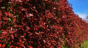 Taillez vos photinias en fonction de vos envies