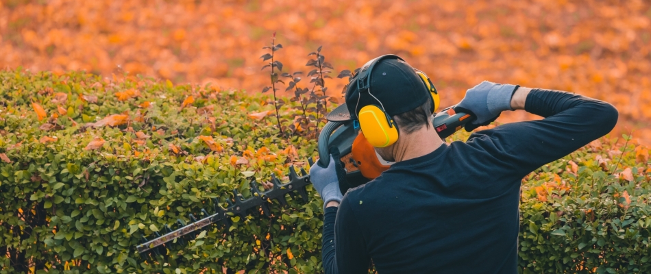 Rabattre une haie en cours d'automne - Minizap Nord-Isère