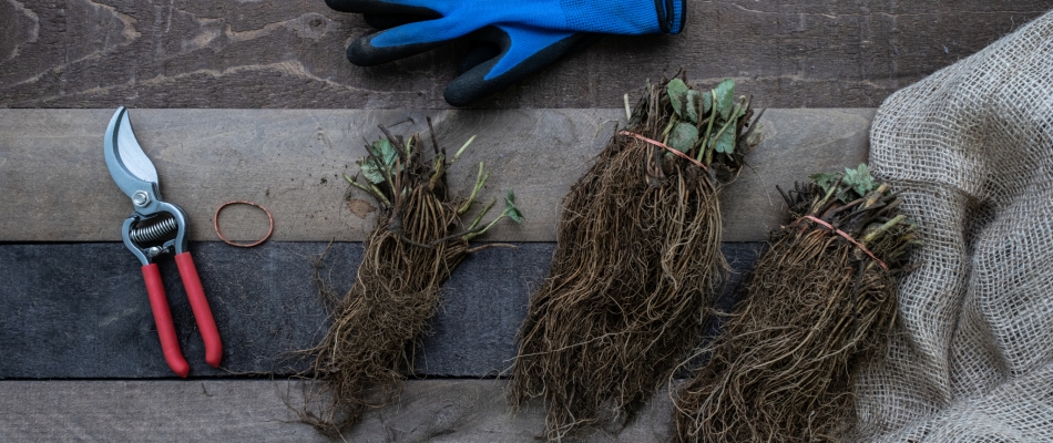 Comme les arbres, les petits fruits aussi se plantent à racines nues - Minizap Pays Voironnais