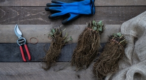 Comme les arbres, les petits fruits aussi se plantent à racines nues