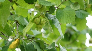 Planter un noisetier à racines nues